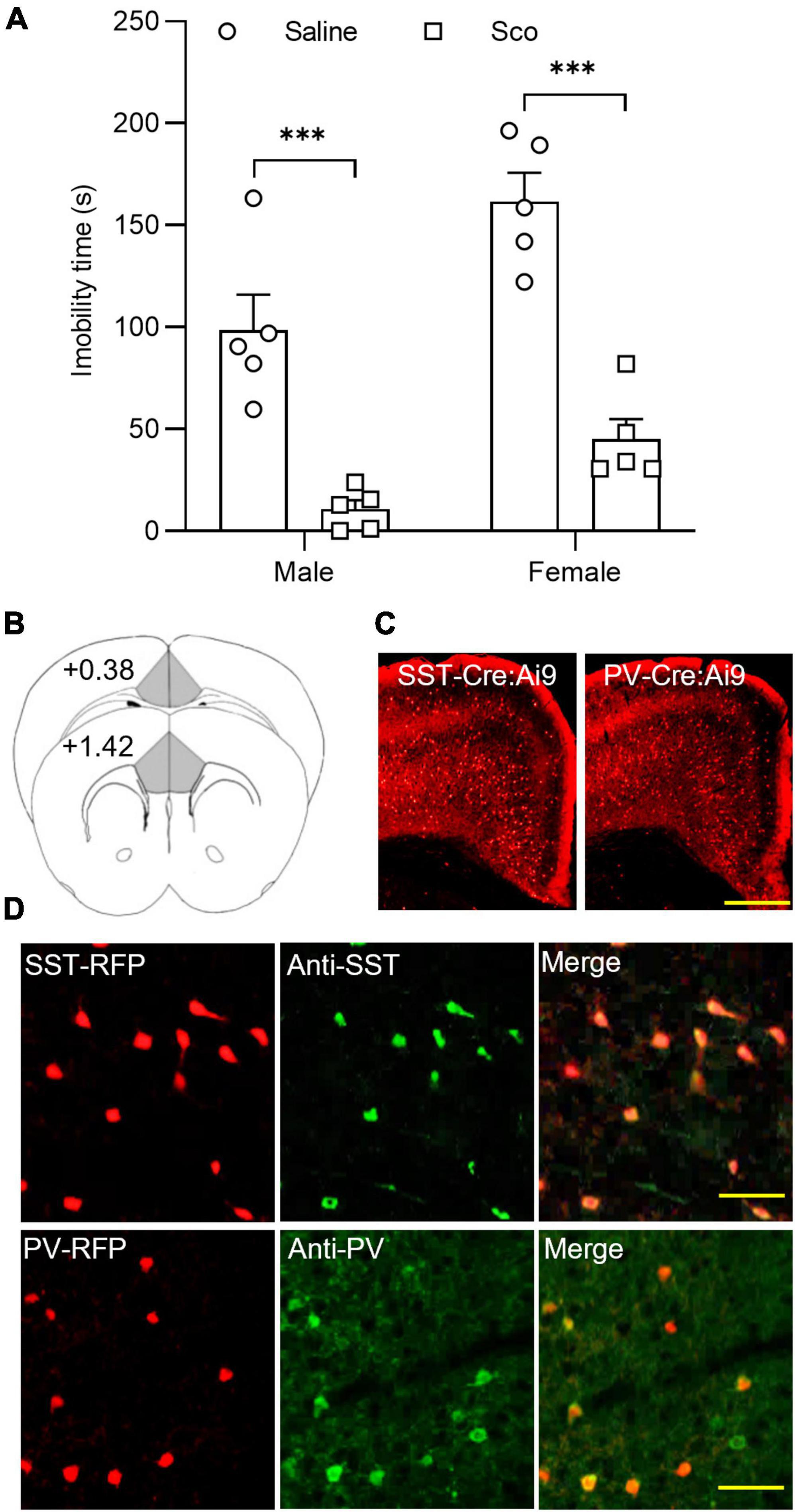 Cell-type-specific synaptic modulation of mAChR on SST and PV interneurons